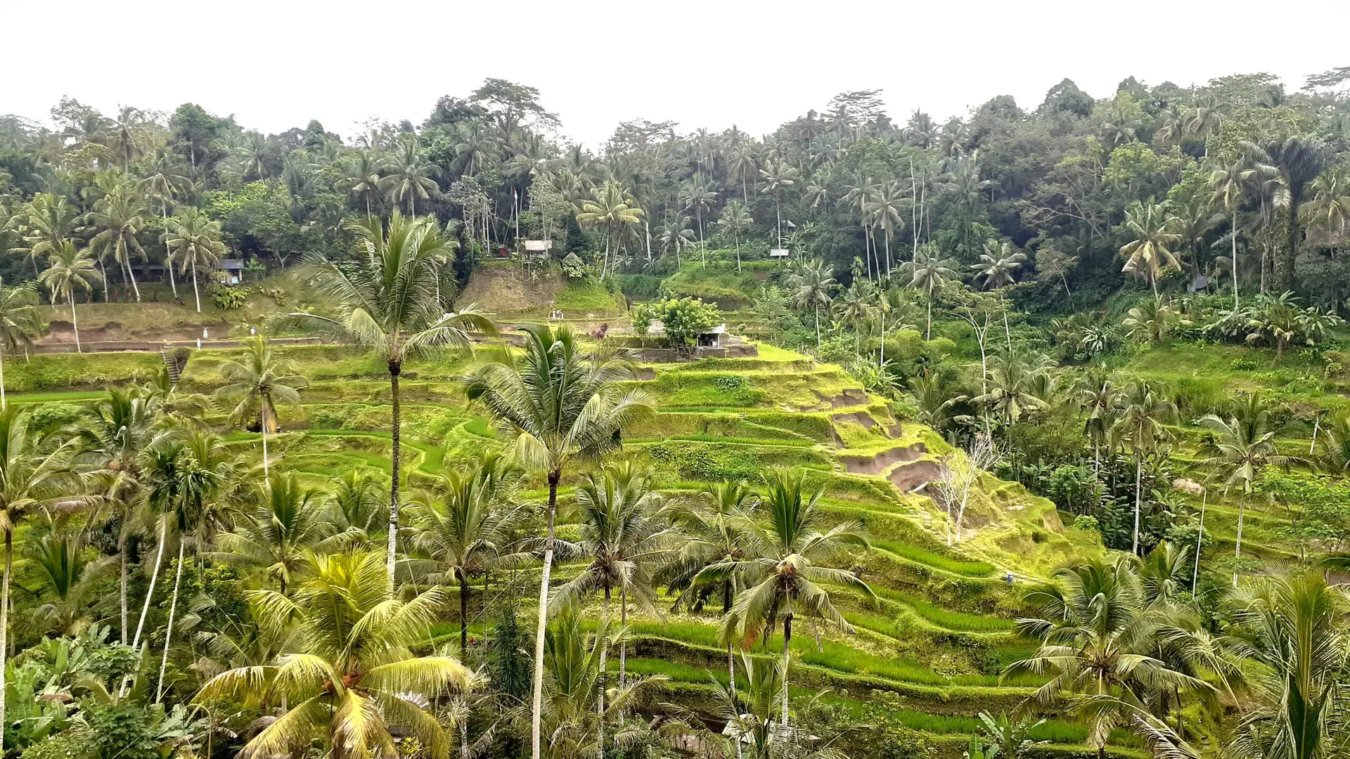 Главная Rice Terrace Tegallalang